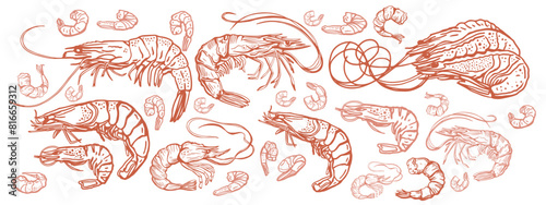 Hand drawn isolated vector set of shrimps and prawns. Shrimps and langoustines on a white background.. Seafood, food vintage illustration. Design template.
