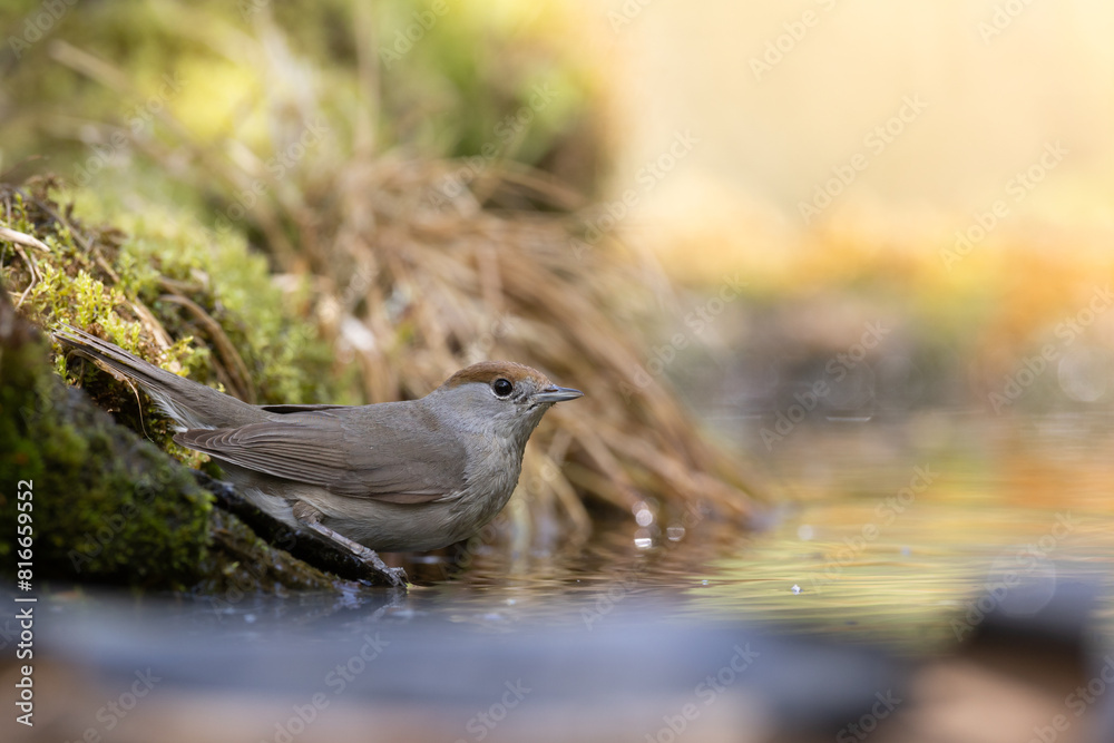 Bird - female Blackcap Sylvia atricapilla spring time, Poland Europe Bird - female Blackcap Sylvia atricapilla spring time, Poland Europe