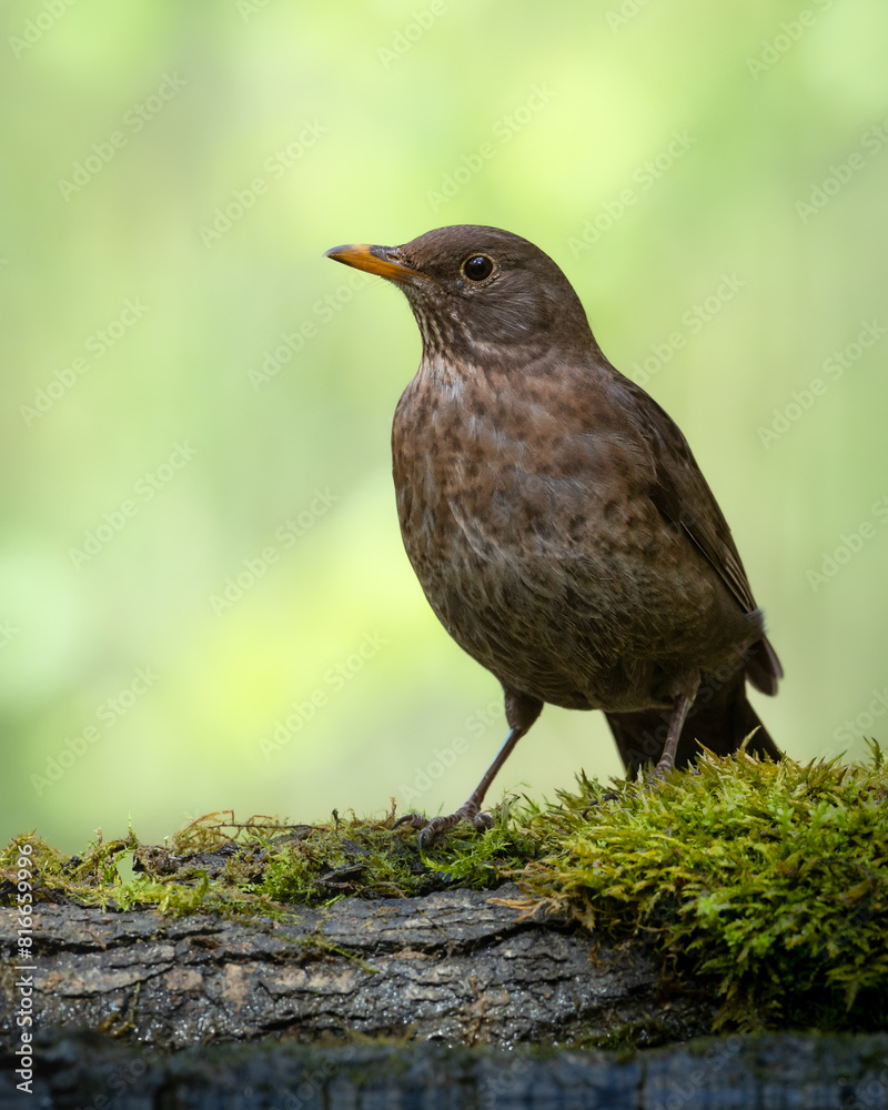 female Blackbird Turdus merula on the forest puddle amazing warm light sunset sundown female Blackbird Turdus merula on the forest puddle amazing warm light sunset sundown