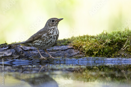 Bird - Song Trush Turdus philomelos in the forrest waterhole amazing warm light sunset sundown