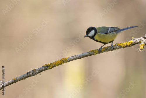 Colorful great tit ( Parus major ) drinking water on forest puddle, photographed in horizontal, summer time