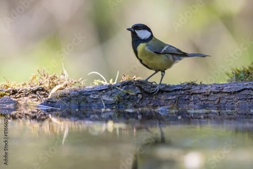 Colorful great tit ( Parus major ) drinking water on forest puddle, photographed in horizontal, summer time