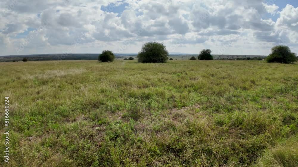 Serenity in the Savannah landscape of Savannah Serenity in the Savannah landscape of Savannah