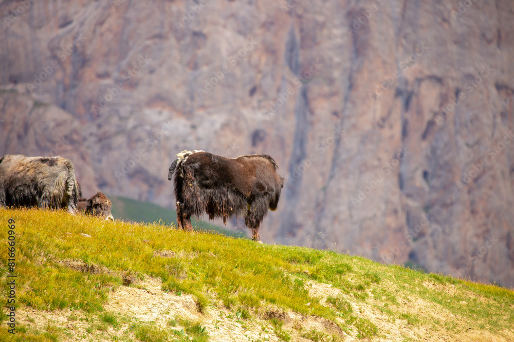 A herd of yaks graze in the mountains. Himalayan big yak in a beautiful ...