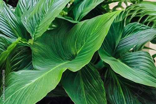 leaves of Spathiphyllum cannifolium in the garden, abstract green texture, nature dark tone background, tropical leaf .