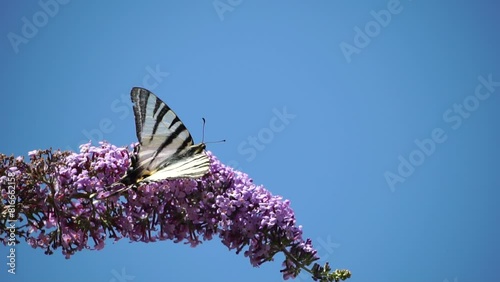 A common yellow swallowtail Papilio machaon on the flower of a butterfly bush Buddleja davidii . Close up, slow motion photo