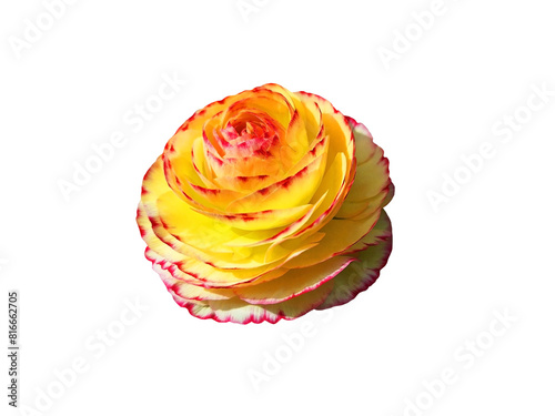 Isolated jellow ranunculus flower blooms against the background of a flower market. photo