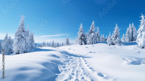 snow-covered fir trees and a snow-covered field with footprints in the snow. © FlyingWeed_AI