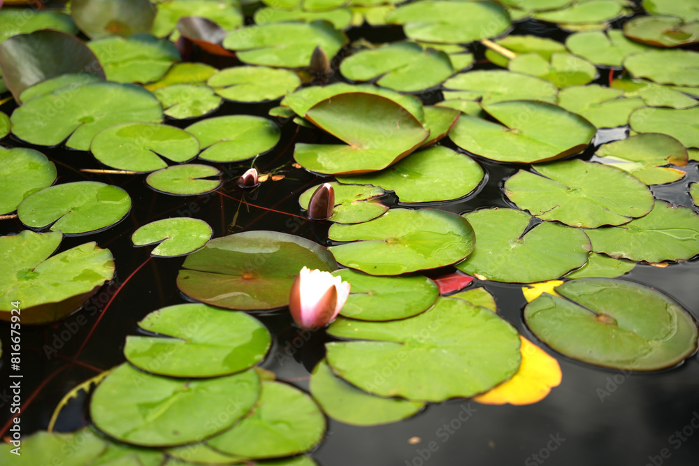 water lily in the water