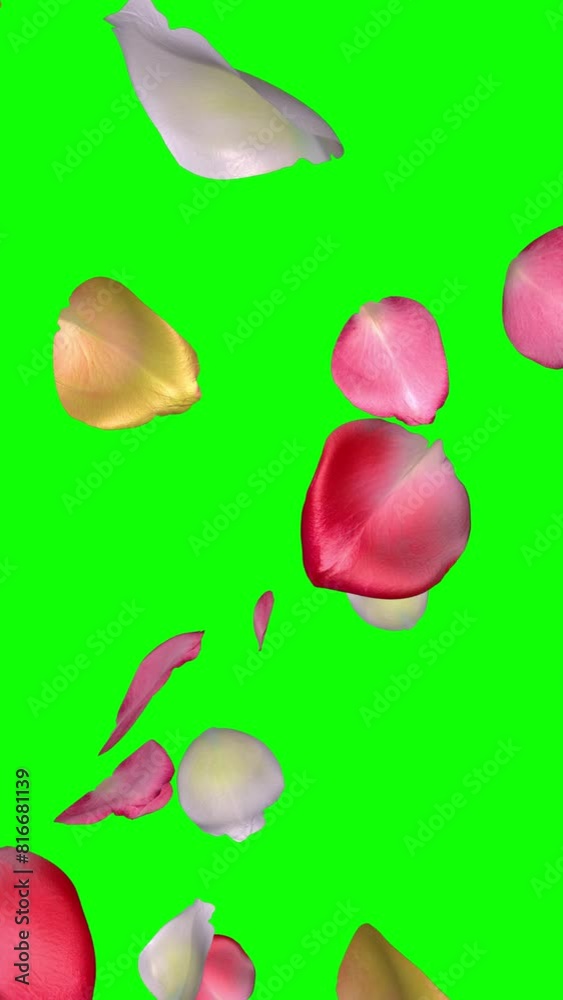 Blooming Colorful Rose Flower Petals - Windy Flying Fall Loop - Green Screen - Vertical realistic 3D animation isolated on chroma keybackground Blooming Colorful Rose Flower Petals - Windy Flying Fall Loop - Green Screen - Vertical realistic 3D animation isolated on chroma keybackground