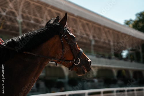 Brown horse wearing leather bridle at an equestrian show, showjumping, dressage equine