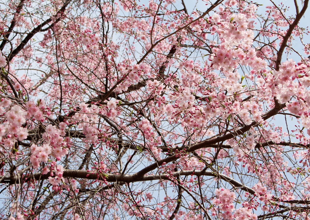 Pink cherry blossoms in full bloom against the blue sky background 