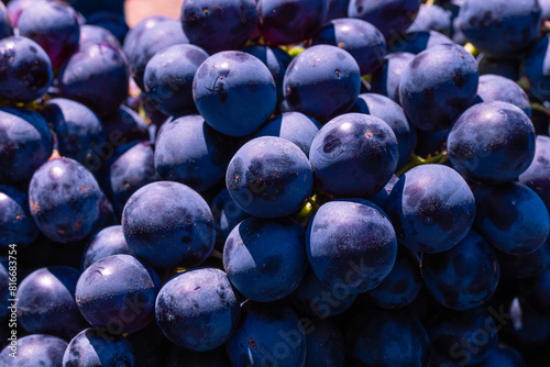Bunch of blue grapes in focus. Fresh ripe vegan foods background