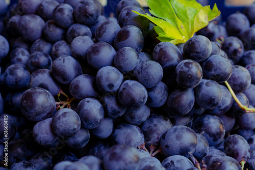 Ripe blue grapes in full frame view with leaf and stem or stalks