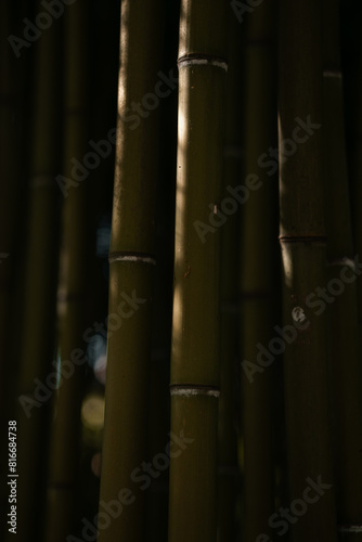 Green bamboo shoots growing in the wild  bamboo forest