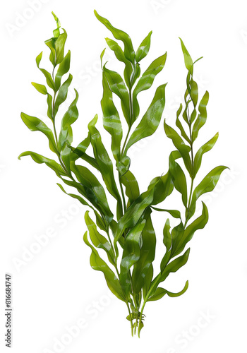 seaweed isolated on transparent background