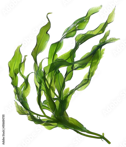 seaweed isolated on transparent background