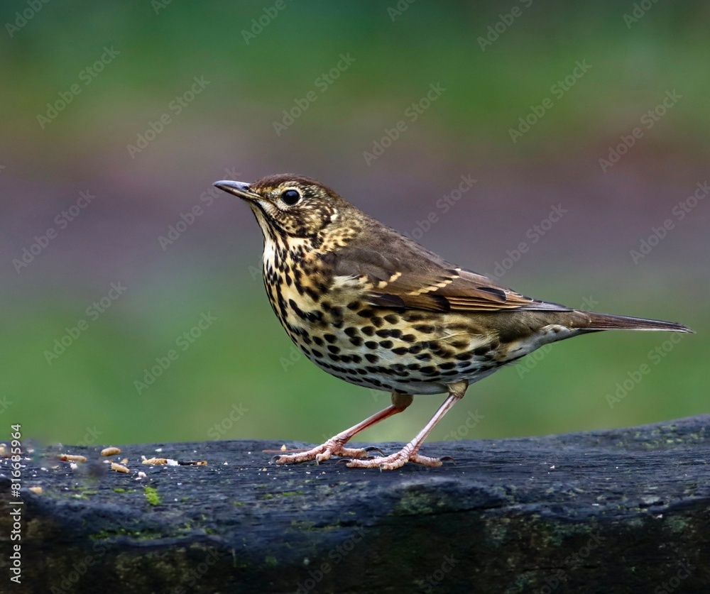 Small Song thrush bird with a brown chest perched atop a concrete surface Small Song thrush bird with a brown chest perched atop a concrete surface