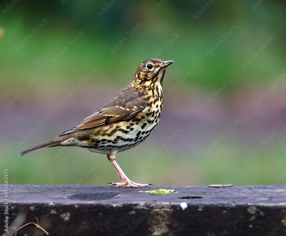 Bright-colored Song thrush bird perched atop a gray stone wall, gazing off into the distance Bright-colored Song thrush bird perched atop a gray stone wall, gazing off into the distance
