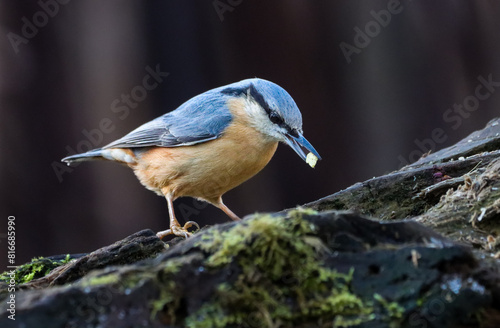 Small, blue-colored Nuthatch bird stands alone atop a rock, isolated against a white background photo