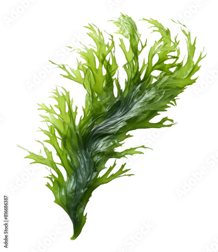 seaweed isolated on transparent background