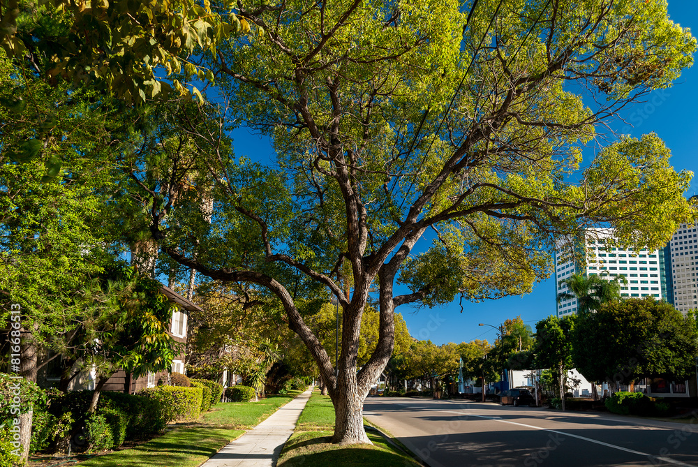 Obraz premium Tranquil scene of a city street lined with trees, with a sidewalk leading through them