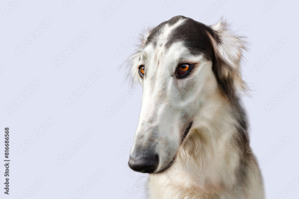 Portrait of a dog, Russian Greyhound, black and white, graceful long muzzle, close-up, against a blue sky. Close-up of a dog's face, shot with a wide-angle lens. Portrait of a dog, Russian Greyhound, black and white, graceful long muzzle, close-up, against a blue sky. Close-up of a dog's face, shot with a wide-angle lens.