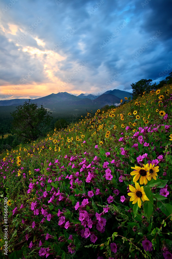 Scenic view of a grassy slope with vibrant flowers. The San Francisco Peaks, Arizona Scenic view of a grassy slope with vibrant flowers. The San Francisco Peaks, Arizona