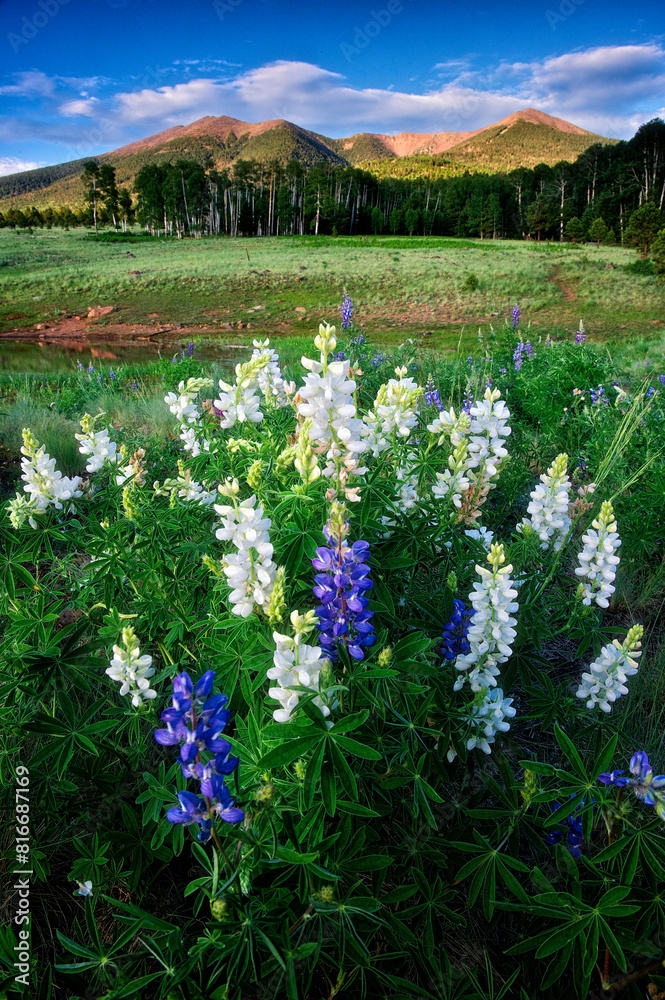 Fototapeta premium Scenic view of a green field with vibrant lupins. The San Francisco Peaks, Arizona