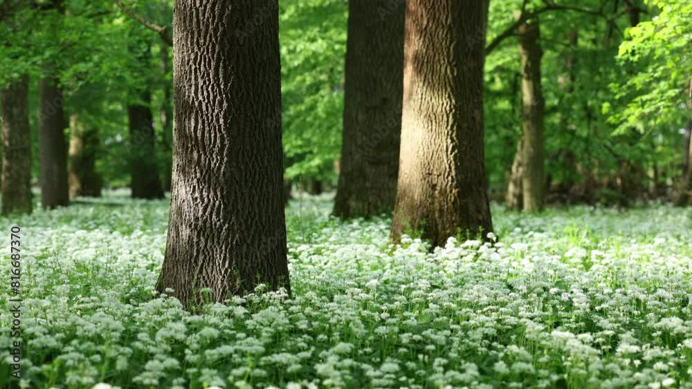 Flowers of wild garlic in spring forest. Sunny day in woodland. Beautiful nature at springtime
