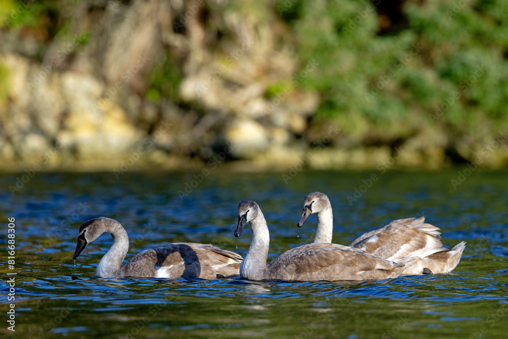 Three mute swans, juveniles swim in a tranquil lake. Salt Spring Island, BC Canada Three mute swans, juveniles swim in a tranquil lake. Salt Spring Island, BC Canada