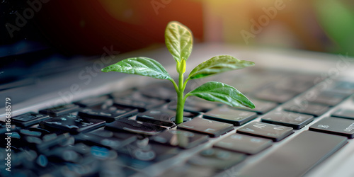  a laptop keyboard with a small plant growing between the keys beautiful small plant photo