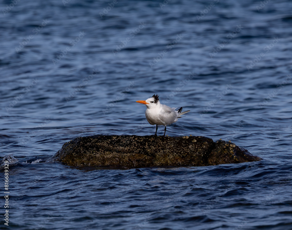 Royal tern perched on a rocky outcrop in a picturesque ocean setting. Royal tern perched on a rocky outcrop in a picturesque ocean setting.