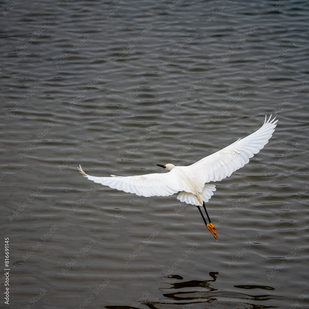 Great white egret (Ardea alba) soaring above a tranquil lake Great white egret (Ardea alba) soaring above a tranquil lake