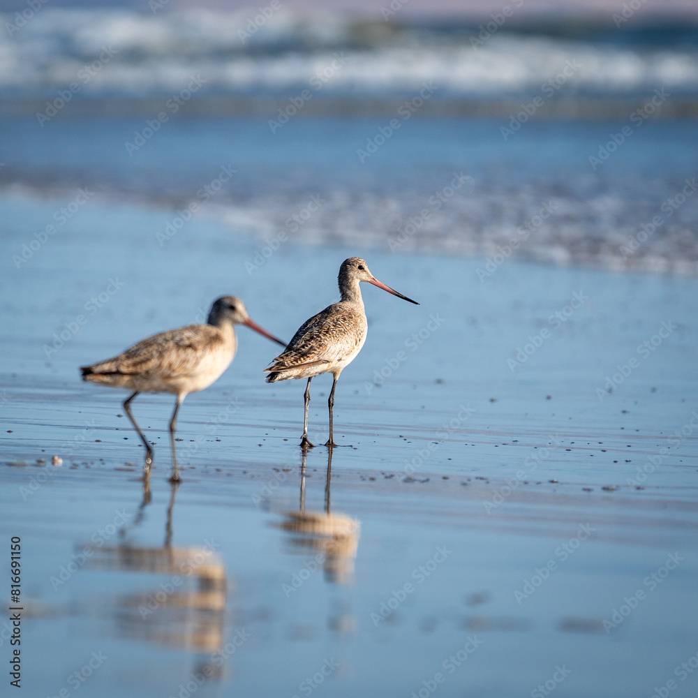 Flock of Godwits (Limosa species) gathered on a sandy beach in the United States Flock of Godwits (Limosa species) gathered on a sandy beach in the United States