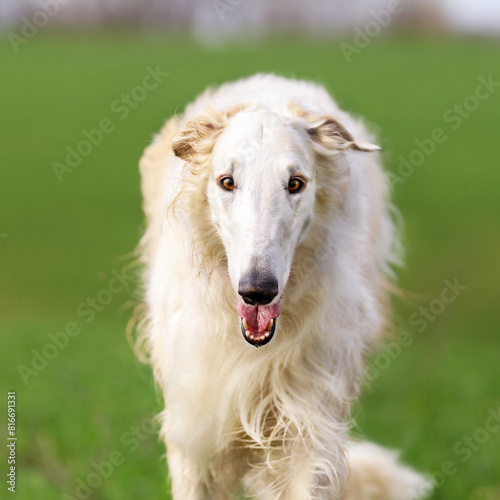 A white Russian greyhound runs across a field with green grass while walking outside the city.