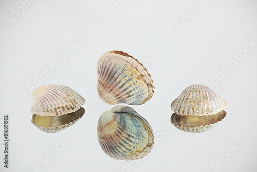 Lagoon cocle, Cerastoderma glaucum, a common saltwater clam, from the Baltic Sea