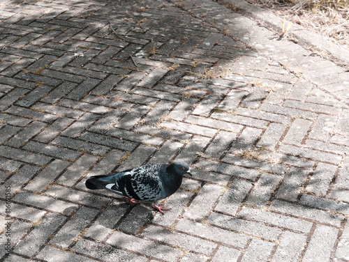 pigeon in a sidewalk in La Spezia Italy