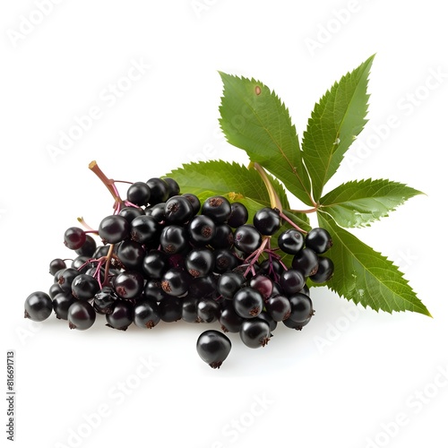 elderberry on white background