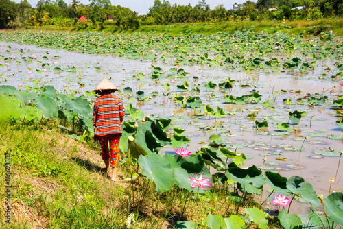 Asian woman collecting flowers on lotus field in Vietnam