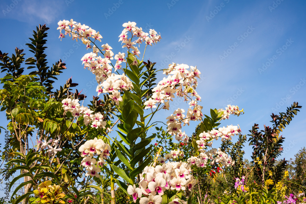 Many orchids blooming in flower garden in Vietnam Many orchids blooming in flower garden in Vietnam