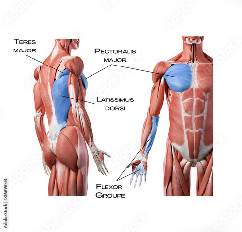 Superficial front arm lines SFAL - teres major, pectoralis major, latissimus dorsi, flexor groupe of the forearm
