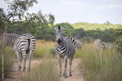 Zebras in a nature reserve in Zimbabwe.  photo