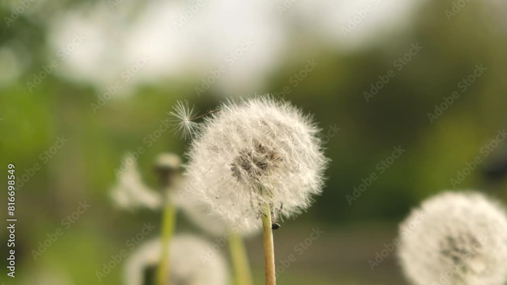 Ripe dandelion seeds. Fluffy dandelion grows in a meadow in spring. Spring allergies. Ripe dandelion seeds. Fluffy dandelion grows in a meadow in spring. Spring allergies.