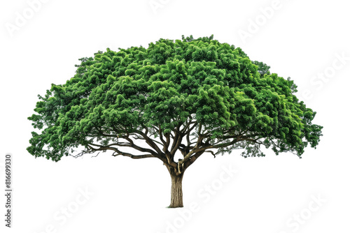 Large Green Tree with Spreading Canopy - isolated on White Transparent Background  PNG 