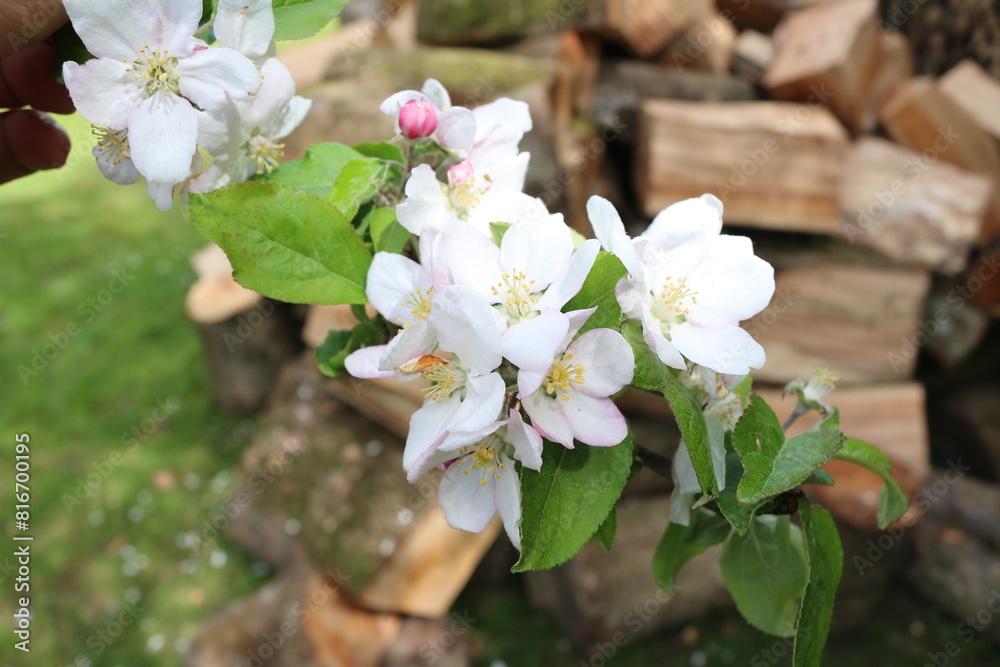 Fototapeta premium Apfelblüte vor einem Brennholzstapel