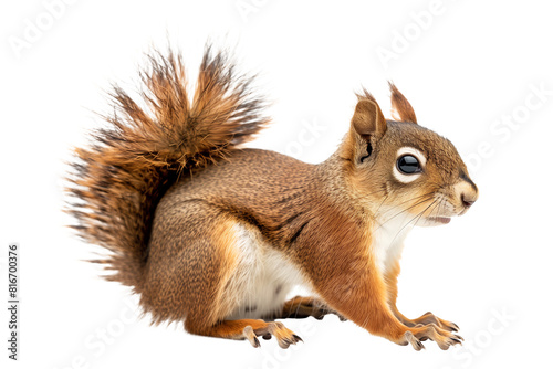 Red Squirrel Sitting - isolated on White Transparent Background  PNG 