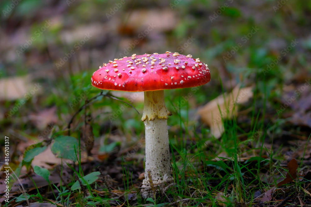 Vibrant red mushroom nestled amongst lush green grass in a picturesque forest in Zoersel, Belgium Vibrant red mushroom nestled amongst lush green grass in a picturesque forest in Zoersel, Belgium