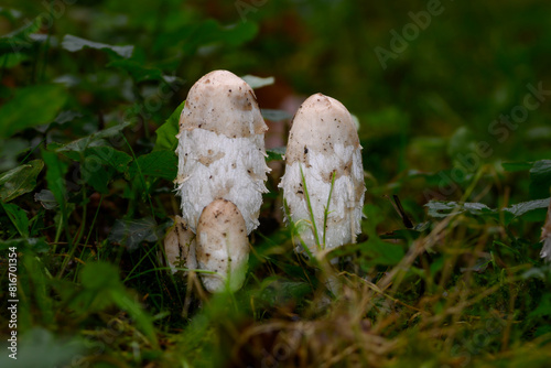 Close-up of a white, scaly ink fungus growing in a lush forest environment in Zoersel, Belgium