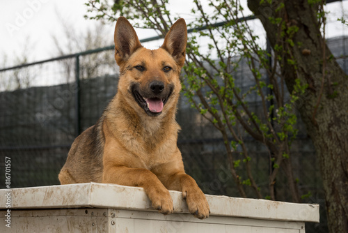 Stray dog in a shelter in Serbia, Zrenjanin